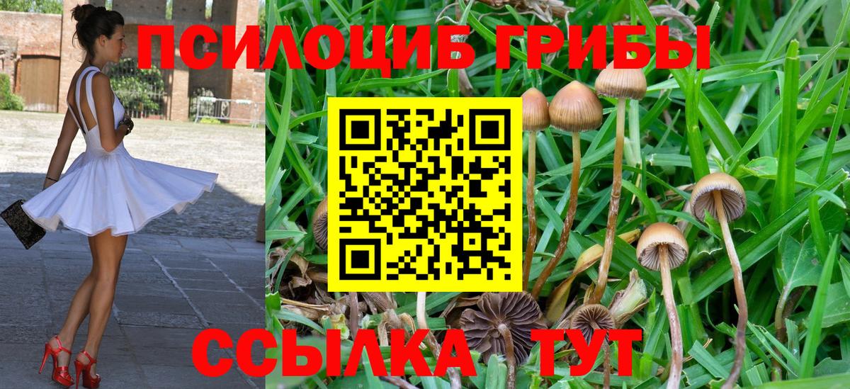 Псилоцибиновые грибы GOLDEN TEACHER Лесной
